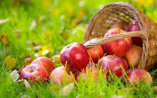 5.1吃瓜网官网苹果版,轻松畅享最新娱乐资讯，尽在掌握