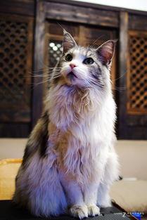 萌宠明星,揭秘宠物界的璀璨明星